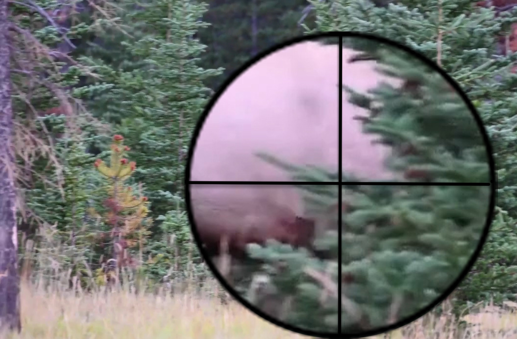 Close Range Elk with Magnified Optic