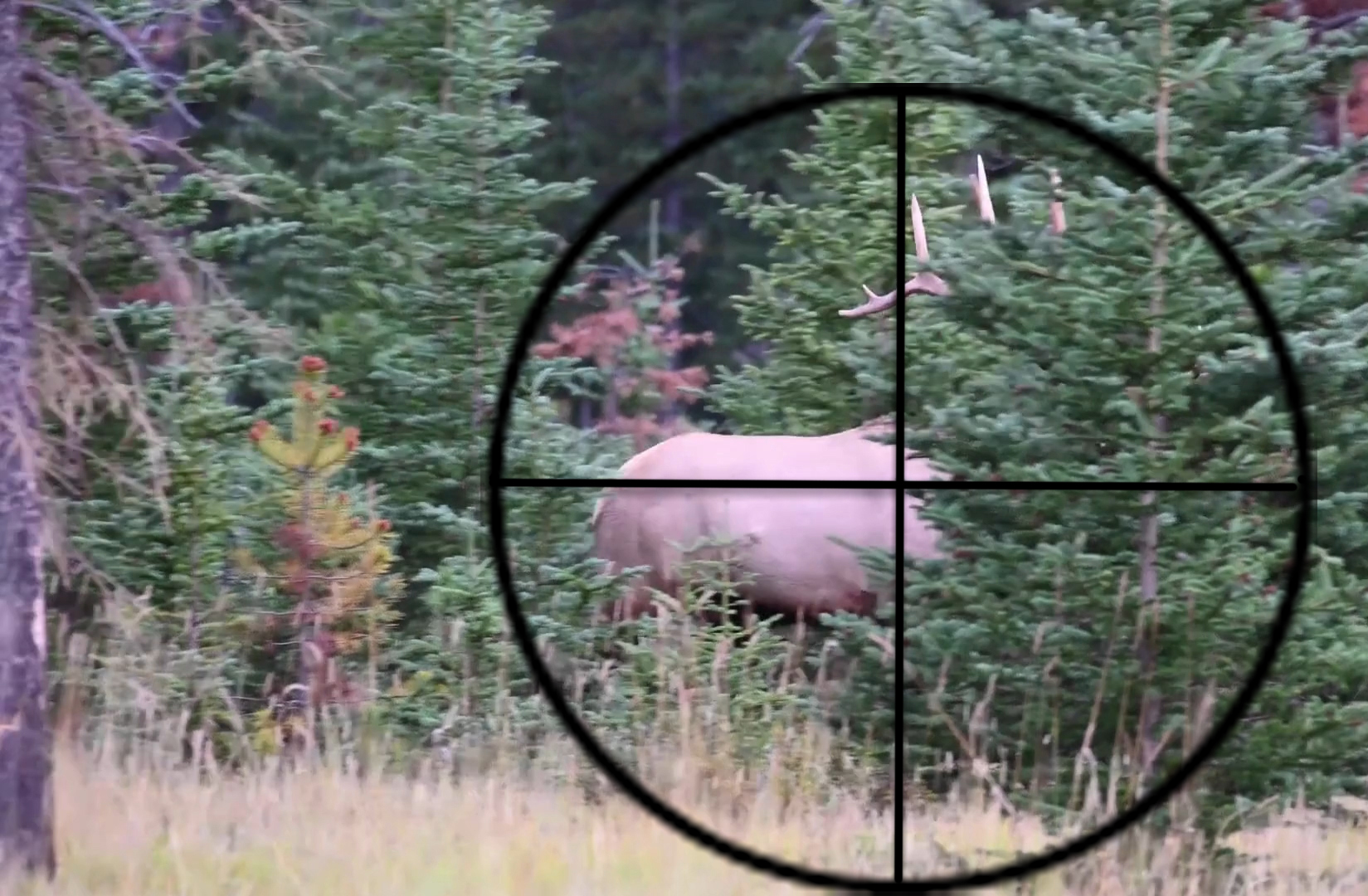 Close Range Elk with none magnified optic