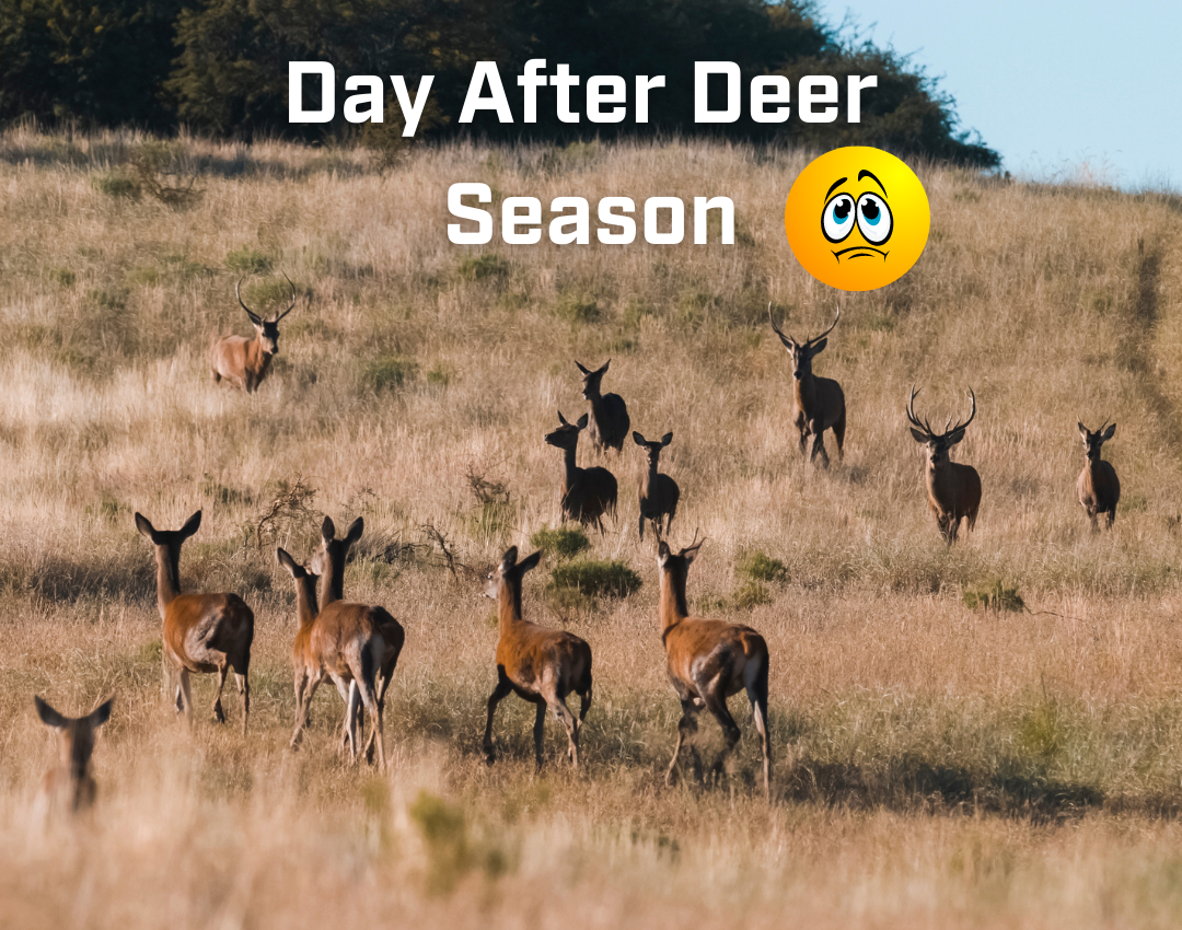 all the deer are back