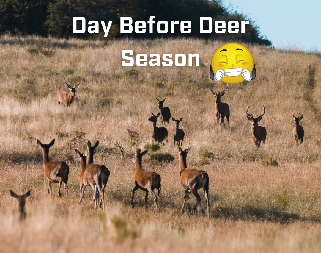 showing deer before deer season