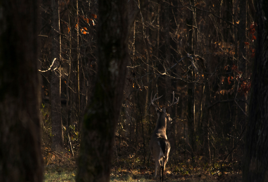 deer hiding in the deep woods